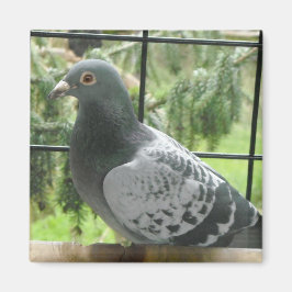 Perfect Taube Magnet