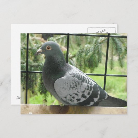 Perfect Taube Postkarte (Vorne/Hinten)