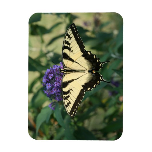 Perfekt abgestimmt Butterfly Magnet (Vertikal)