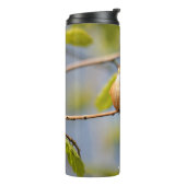 Perfekt geposed Male Rufous Hummingbird Thermosbecher (Nach links gedreht)