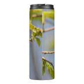 Perfekt geposed Male Rufous Hummingbird Thermosbecher (Rückseite)