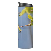 Perfekt geposed Male Rufous Hummingbird Thermosbecher (Nach rechts gedreht)