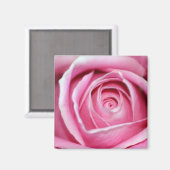 Perfekt Rosa Rose Magnet (Vorderseite/Rückseite)