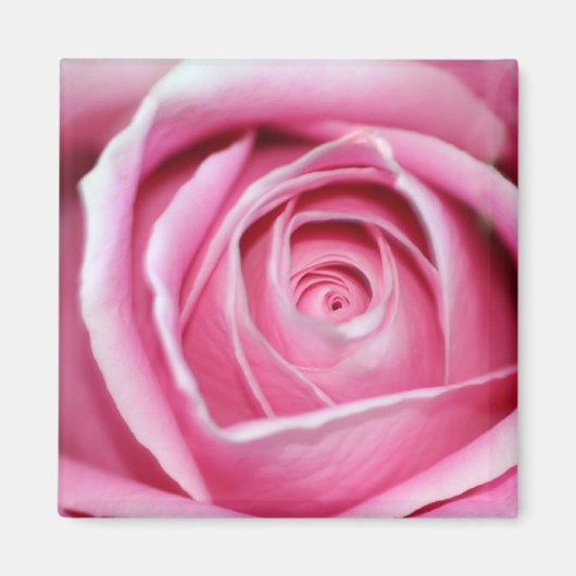 Perfekt Rosa Rose Magnet (Vorne)