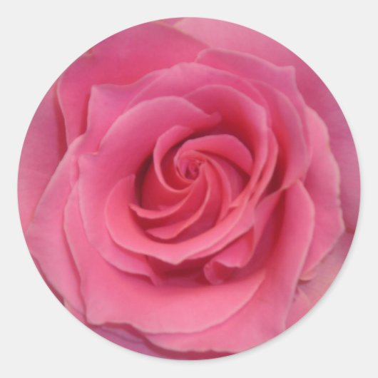 Perfekt Rosa Rose Runder Aufkleber (Vorderseite)