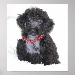 Perfekte Black Toy Poodle Puppy Poster