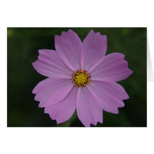 perfekte Blume (Vorderseite (Horizontal))