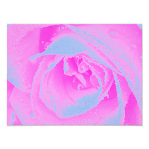 Perfekte Hot Pink und Hellblaue Rosendetails Fotodruck