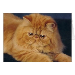 Perfekte Ingwer-Katze