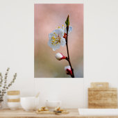 Perfekte japanische Apricot-Blume Poster (Küche)
