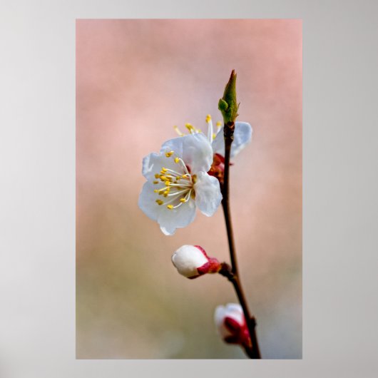 Perfekte japanische Apricot-Blume Poster (Vorne)