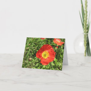 Perfekte Mohnblumen Karte