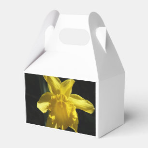 Perfekte Narzisse Geschenkschachtel