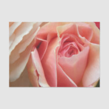 Perfekte PastellRose