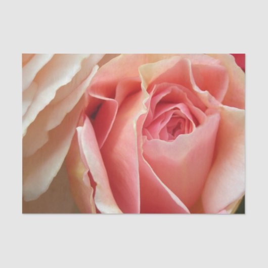 Perfekte PastellRose Seidenpapier (Vorderseite)