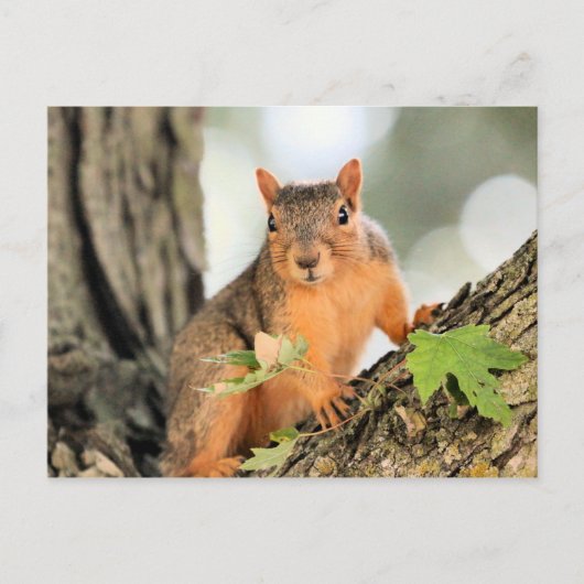 Perfekte Pose Postkarte (Vorderseite)