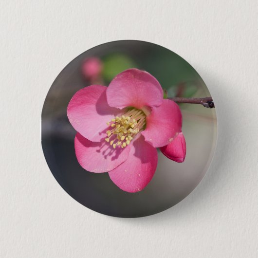 Perfekte rosa Blütenquitte Button (Vorderseite)