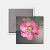 Perfekte rosa Blütenquitte Magnet (Vorderseite/Rückseite)