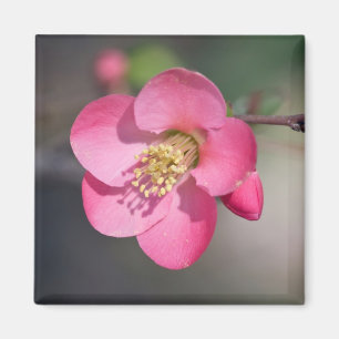 Perfekte rosa Blütenquitte Magnet