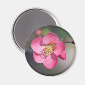 Perfekte rosa Blütenquitte Magnet (Vorderseite/Rückseite)