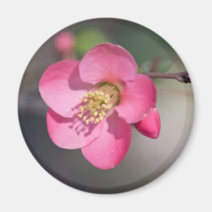 Perfekte rosa Blütenquitte Magnet