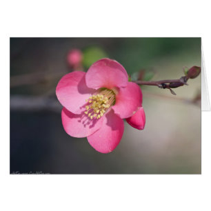 Perfekte rosa Blütenruhe
