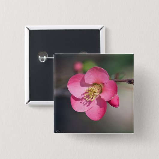 Perfekte rosa Blütenruhe Button (Vorne & Hinten)