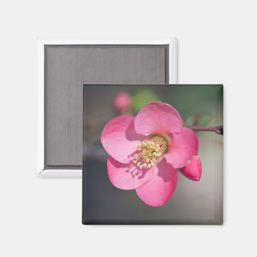 Perfekte rosa Blütenruhe Magnet (Vorderseite/Rückseite)