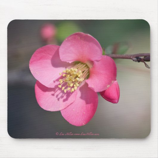 Perfekte rosa Blütenruhe Mousepad (Vorne)