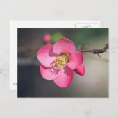 Perfekte rosa Blütenruhe Postkarte (Vorne/Hinten)