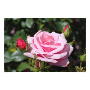 perfekte rosa Rosa Blume und Knospen Foto Kunstwer