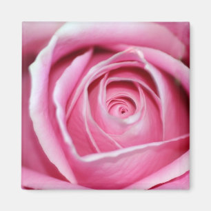Perfekte rosa Rose Magnet