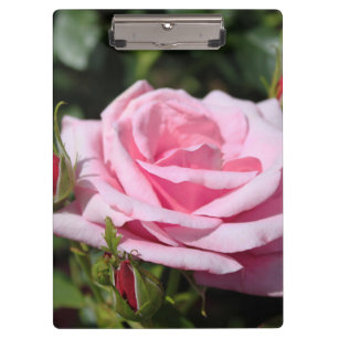 perfekte rosa Rosenblume und Knospen. Liebe, Freun Klemmbrett