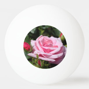 perfekte rosa Rosenblume und Knospen. Liebe, Freun Tischtennisball
