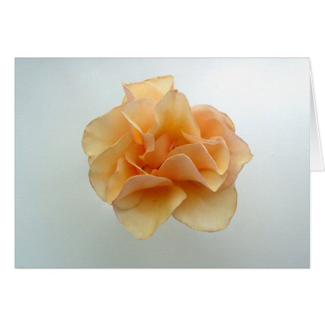 Perfekte Rose (Vorderseite (Horizontal))