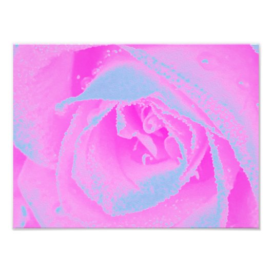 Perfekte Rose für Hot Pink und Light Blue Fotodruck (Vorne)
