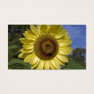 Perfekte sommergelbe Sonnenblume in blauem Himmel.