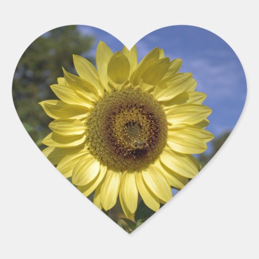Perfekte Sommersonnenblume in blauem Himmel. Herz-Aufkleber (Vorderseite)
