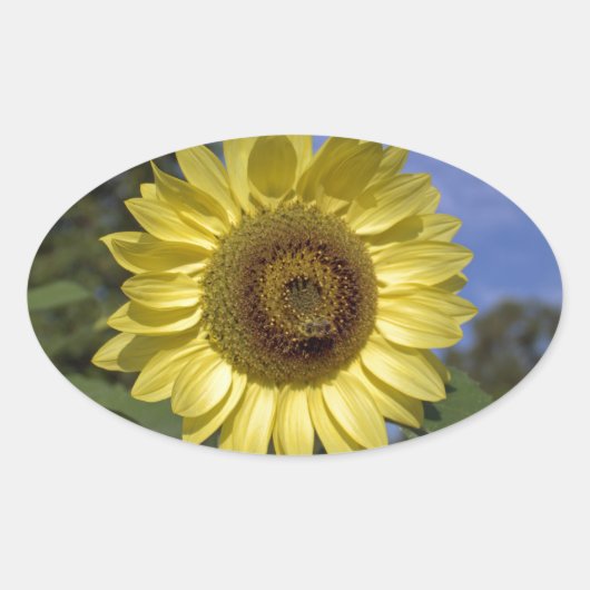 Perfekte Sommersonnenblume in blauem Himmel. Ovaler Aufkleber (Vorderseite)