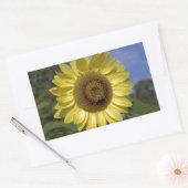 Perfekte Sommersonnenblume in blauem Himmel. Rechteckiger Aufkleber (Umschlag)