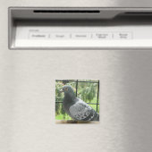 Perfekte Taube Magnet (In Situ (Geschirrspüler))