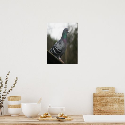 Perfekte Taubendrucke Poster (Küche)