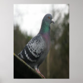 Perfekte Taubendrucke Poster (Vorne)