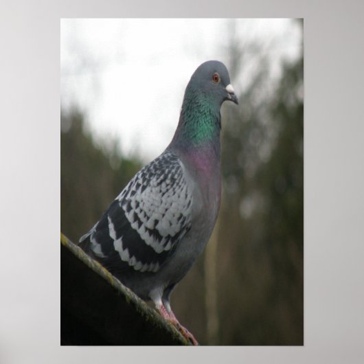 Perfekte Taubendrucke Poster (Vorne)