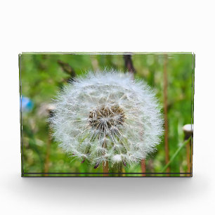 Perfekter Löwenzahn – Botanische Makrofotografie Fotoblock