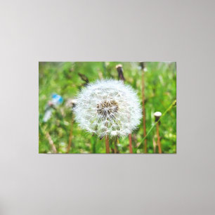 Perfekter Löwenzahn – Botanische Makrofotografie Leinwanddruck
