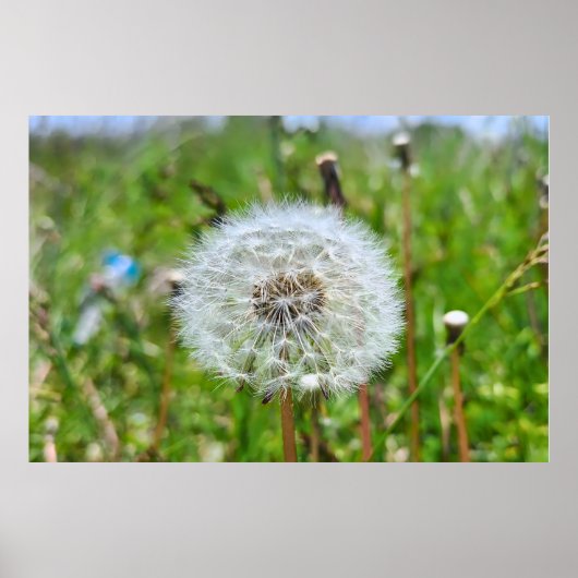 Perfekter Löwenzahn – Botanische Makrofotografie Poster (Vorne)
