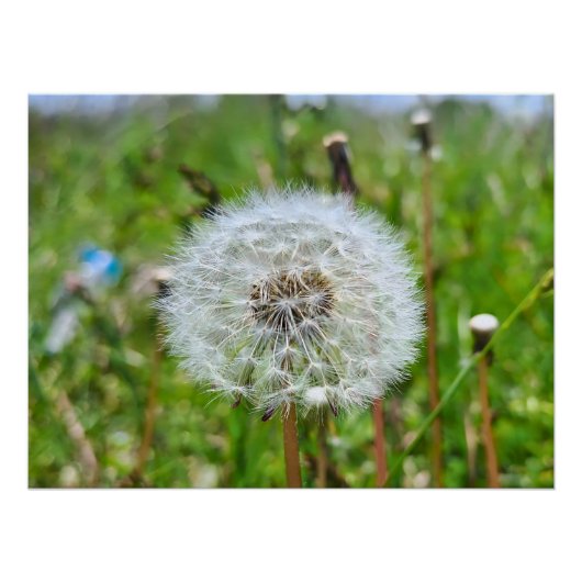 Perfekter Löwenzahn – Botanische Makrofotografie Poster (Vorderseite)