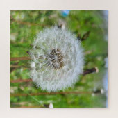 Perfekter Löwenzahn – Botanische Makrofotografie Puzzle (Horizontal)