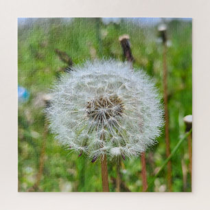 Perfekter Löwenzahn – Botanische Makrofotografie Puzzle